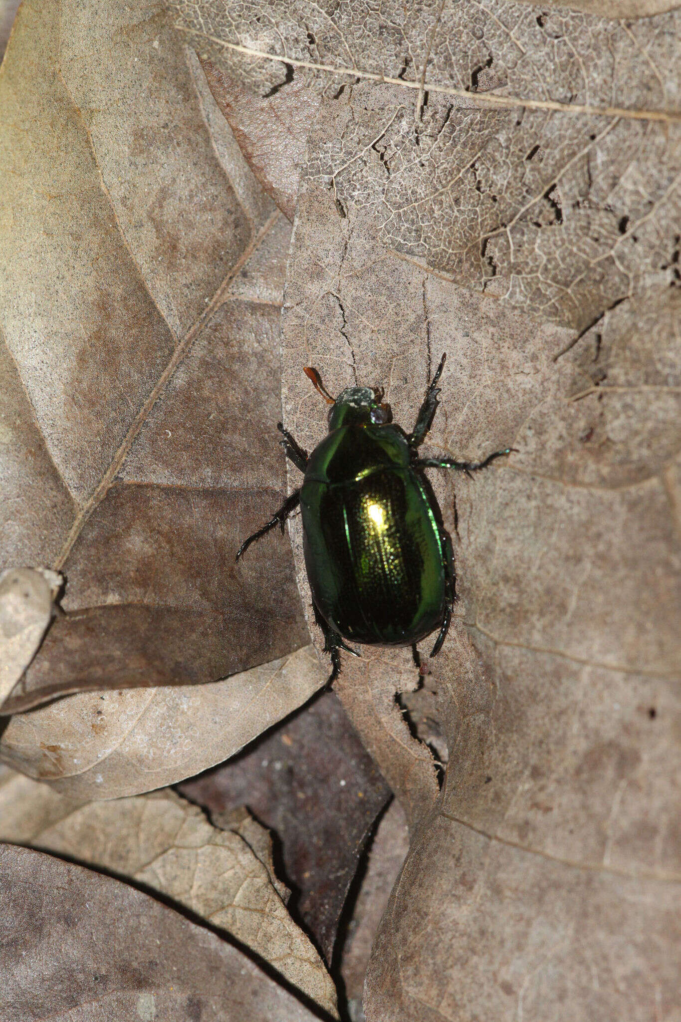 Image of Mimela splendens (Gyllenhal 1817)