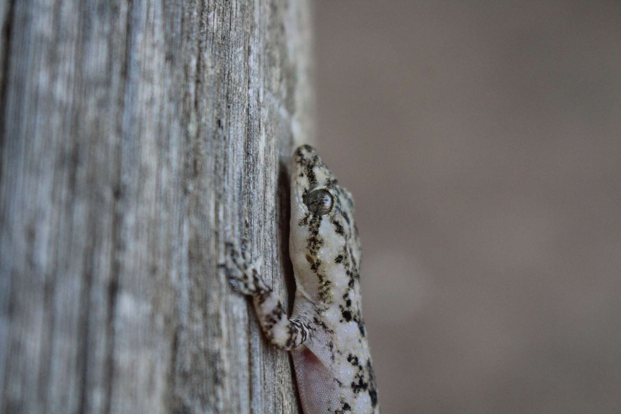 Image de Hemidactylus tasmani Hewitt 1932