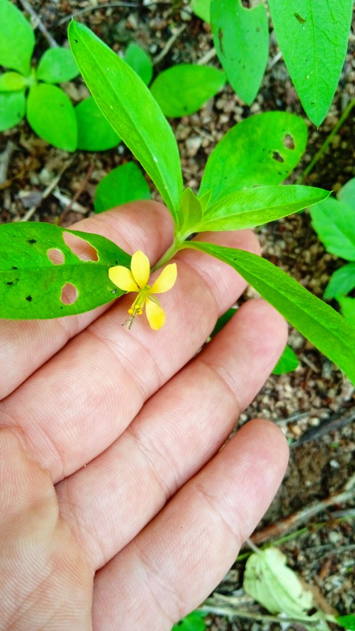 Слика од Physostemon hemsleyanum (Bullock) R. C. Foster