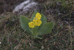 Image of Primula auricula L.