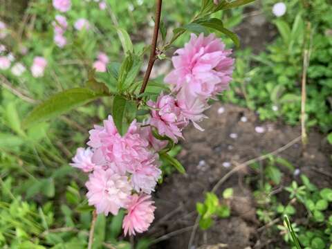 Imagem de Prunus glandulosa C. P. Thunb. ex A. Murray