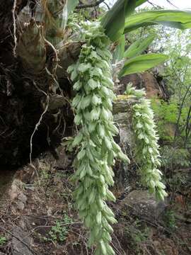 Image of Clowesia dodsoniana E. Aguirre