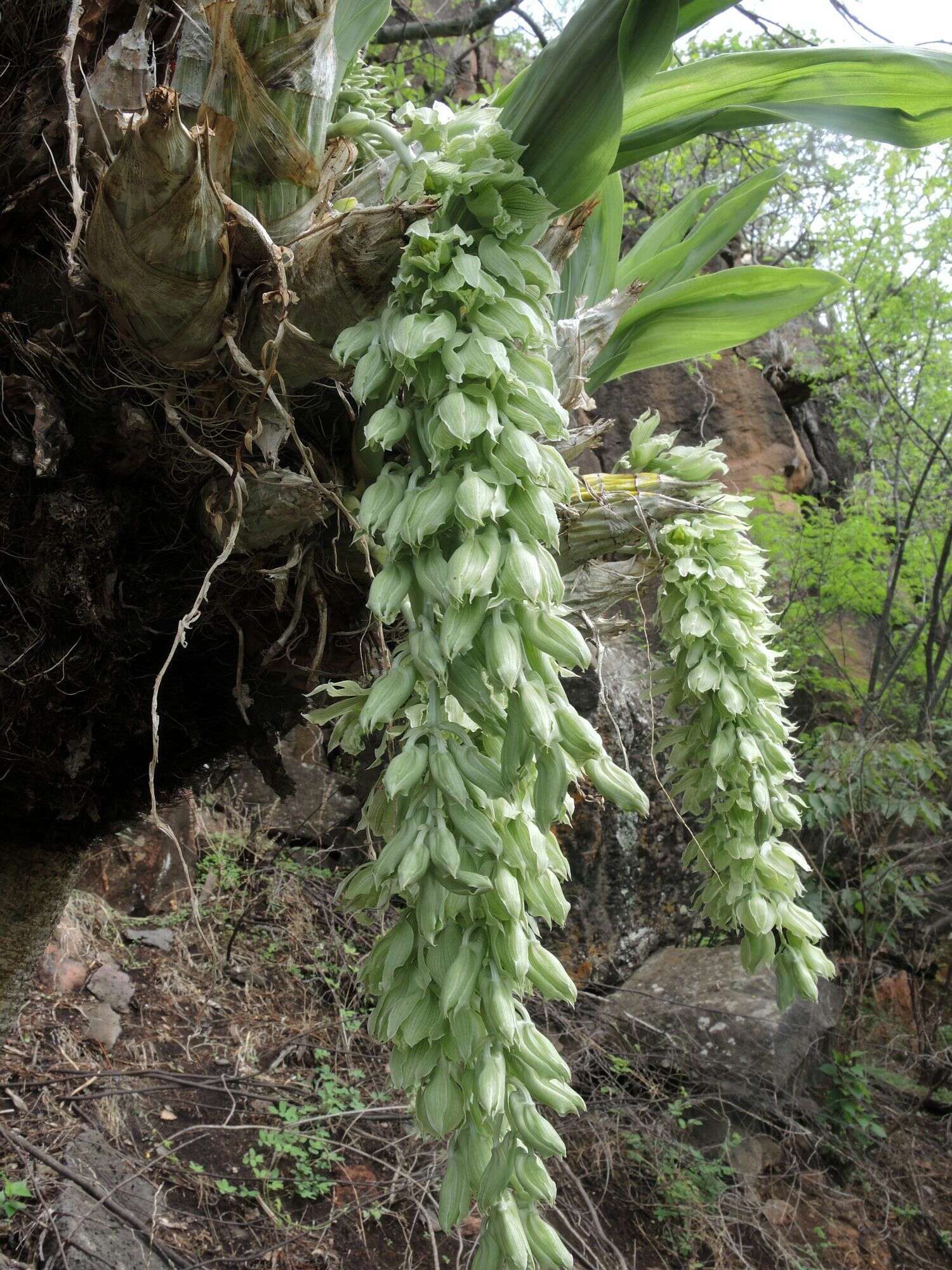 Image of Clowesia dodsoniana E. Aguirre