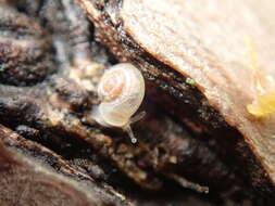 Image of eccentric grass snail