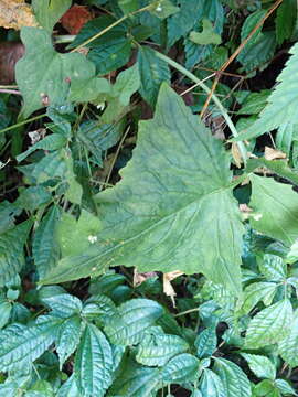 Image of Paraprenanthes melanantha (Franch.) Ze H. Wang