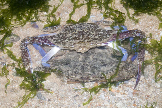 Image of Pacific blue swimming crab