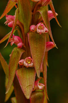 Image de Satyrium neglectum Schltr.