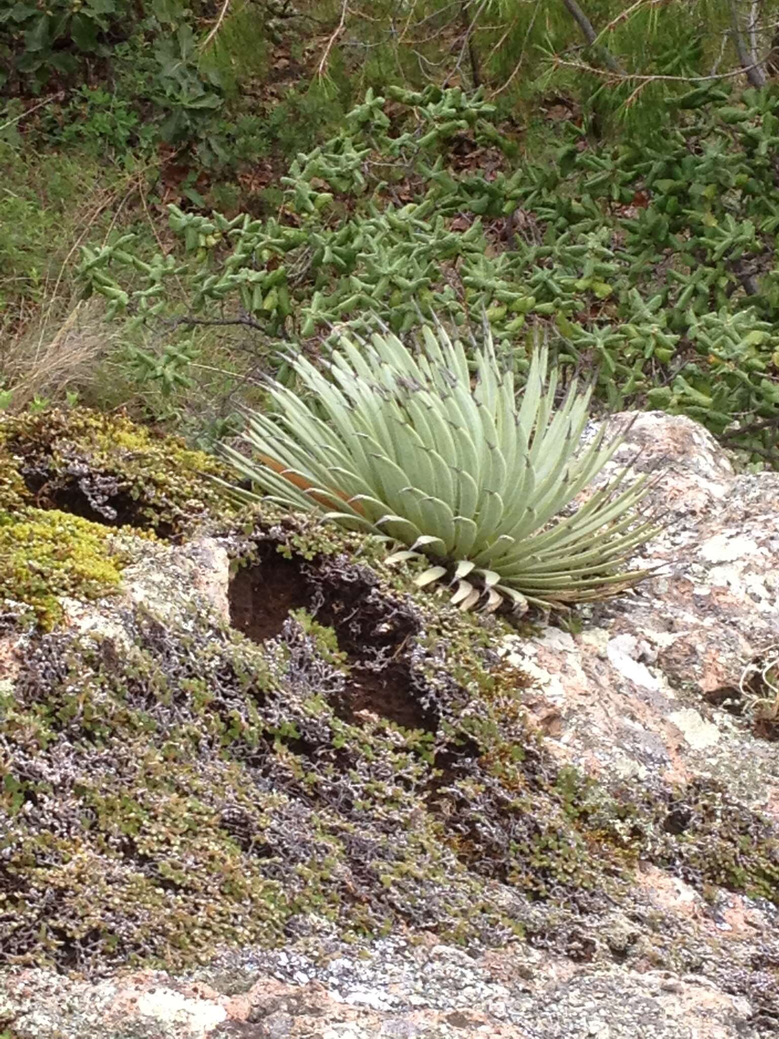 Image of Agave rzedowskiana P. Carrillo, Vega & R. Delgad.