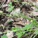 Image of flat-spiked sedge