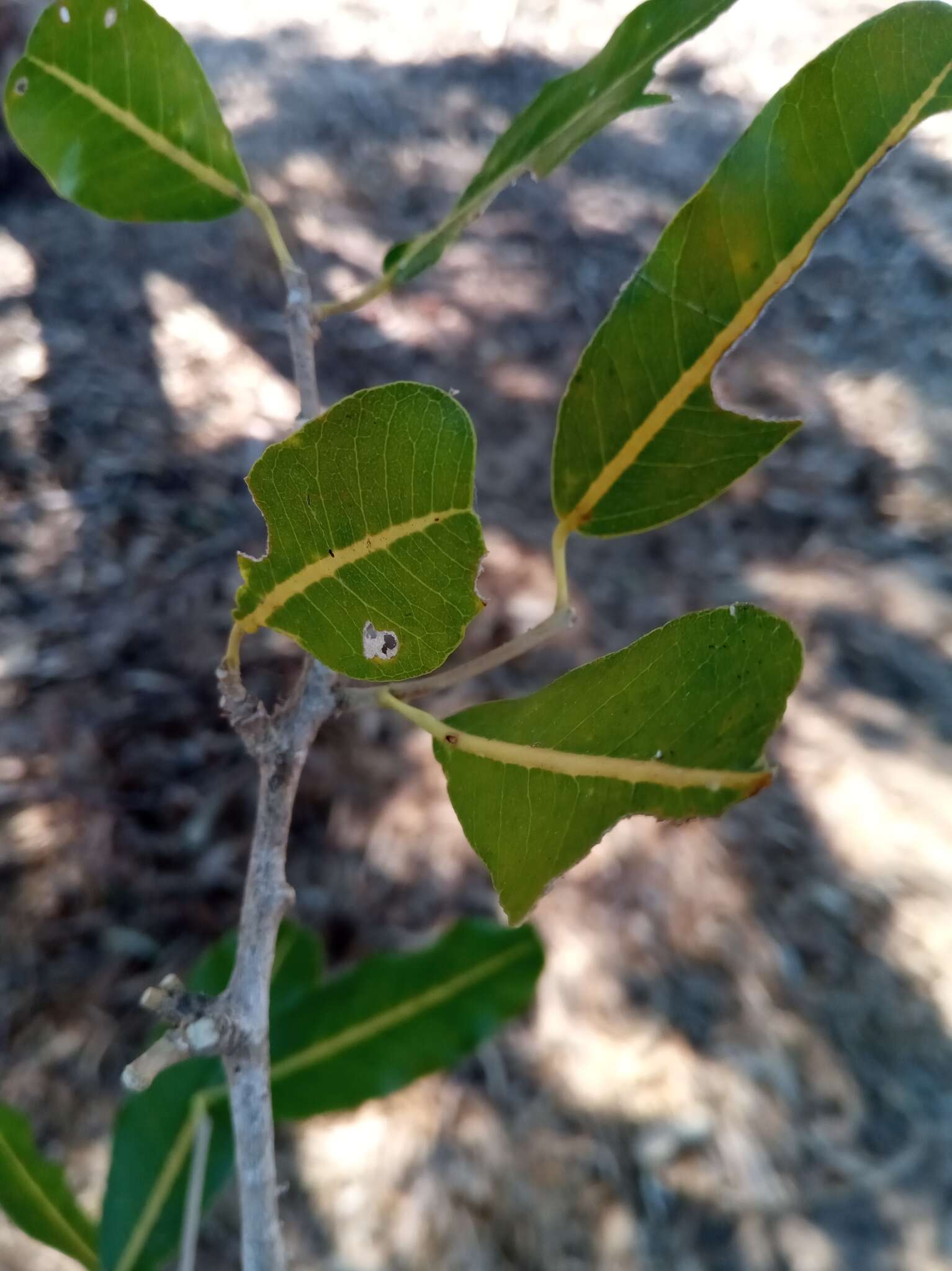 Image of Rhopalocarpus lucidus Bojer