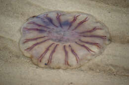 Image of Cyanea versicolor Agassiz 1862