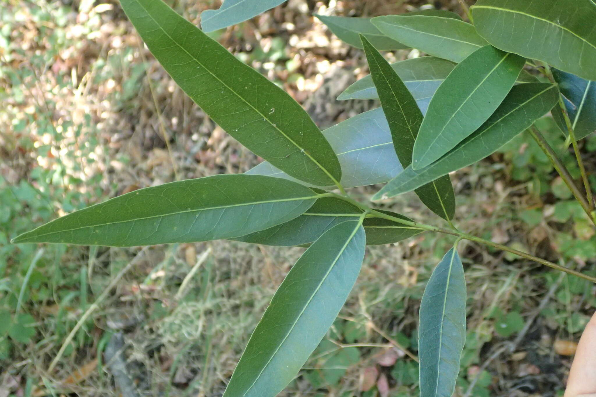 Image of California laurel