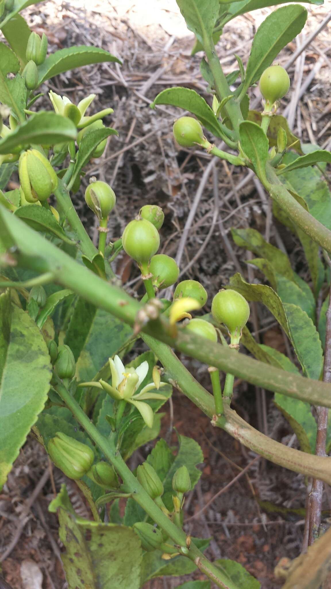 Image of Paropsia edulis Thou.