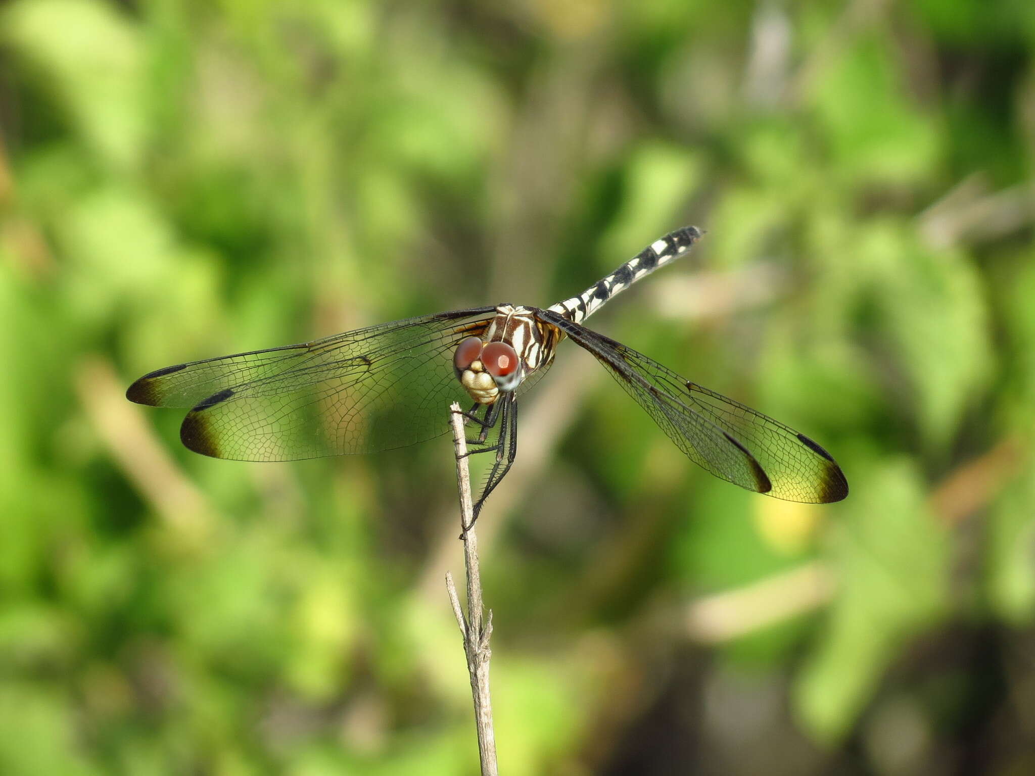 Image of Checkered Setwing