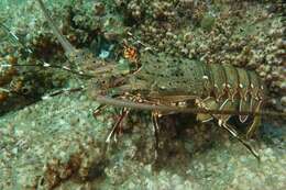 Image of Chinese spiny lobster