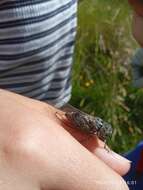 Image of chirping cicada