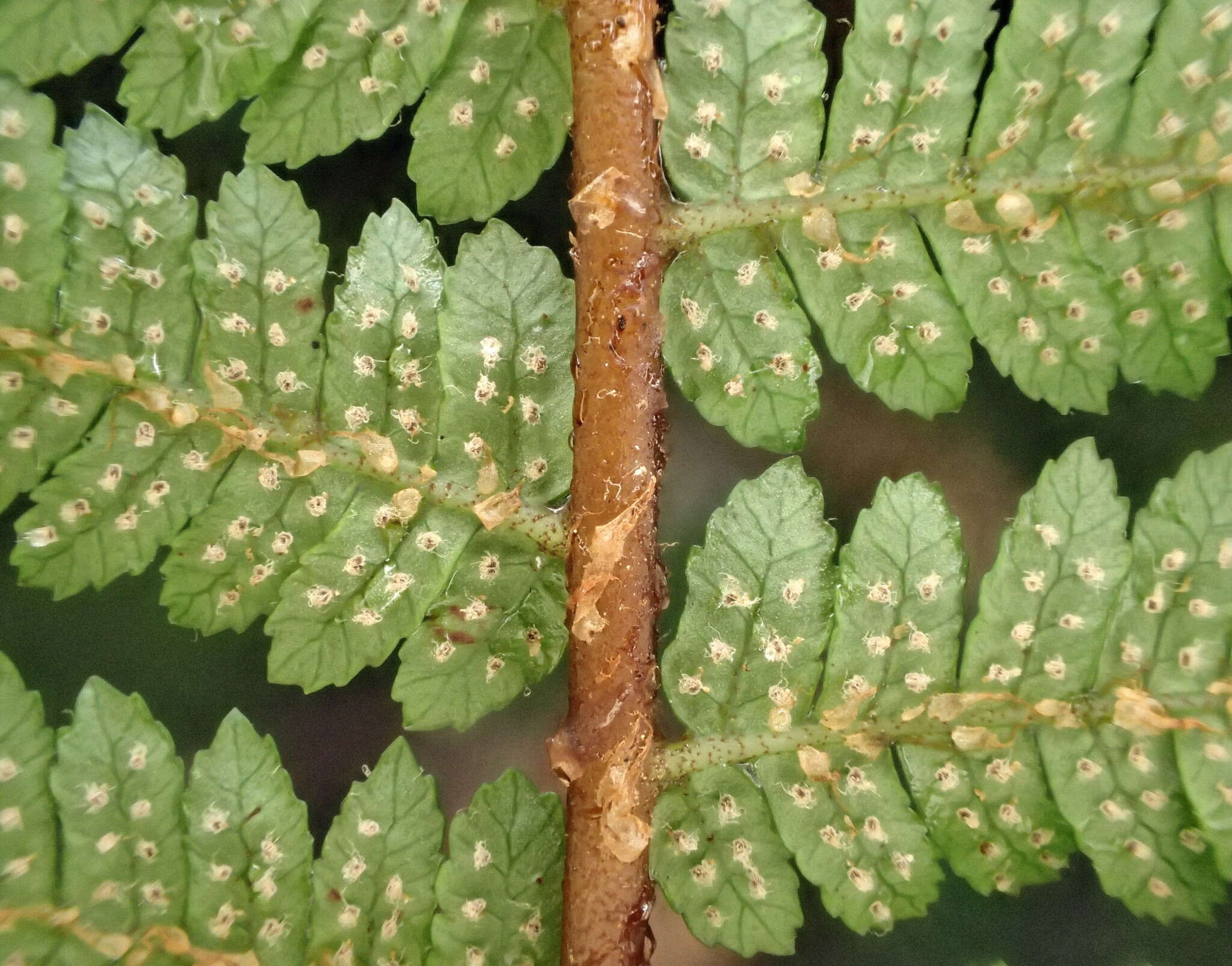 Image of Tree Fern Golden