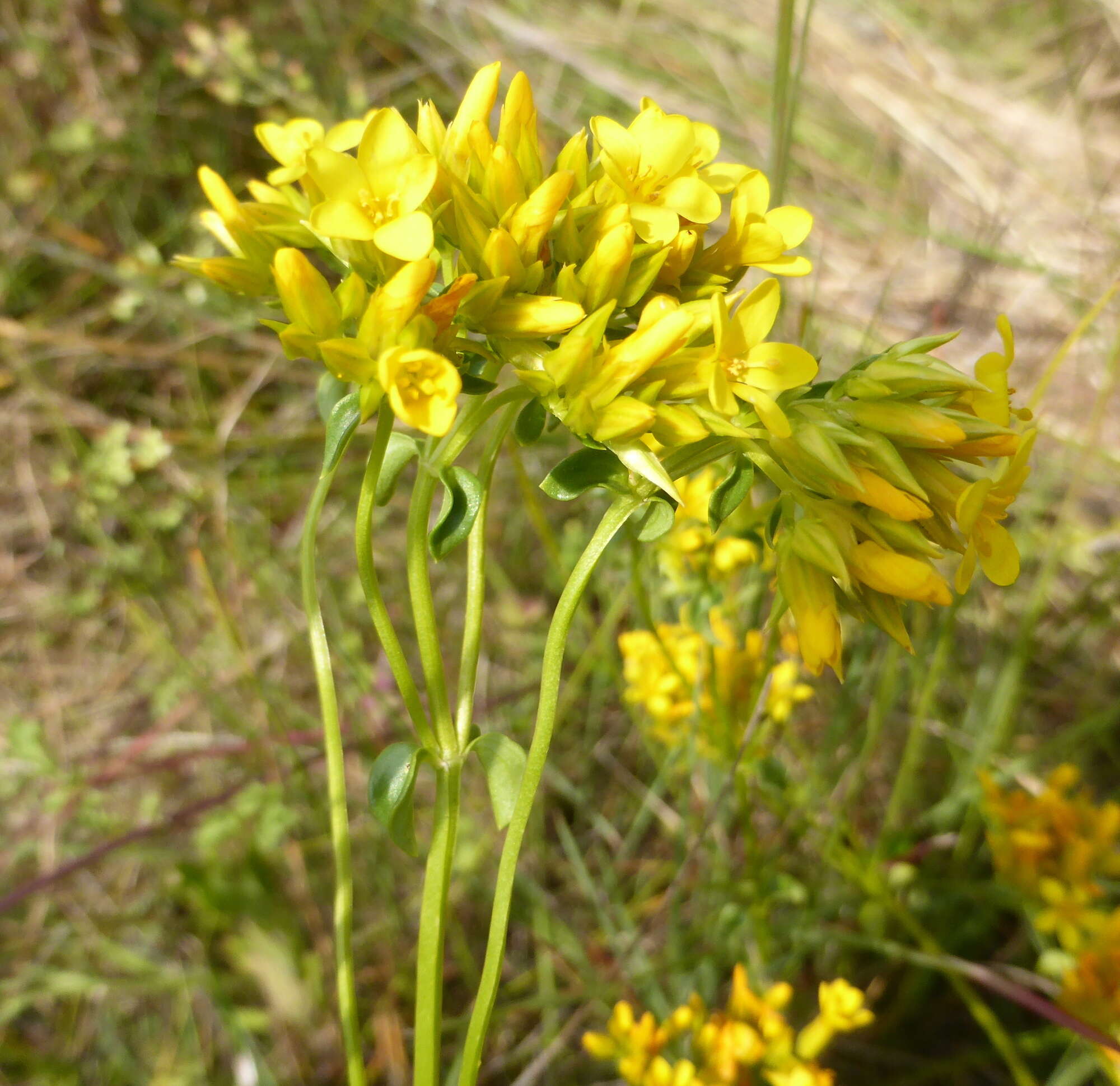 Image of Sebaea leiostyla Gilg