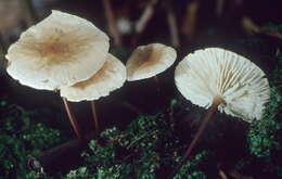 Imagem de Marasmius delectans Morgan 1905