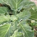 Image of Nicotiana cordifolia Phil.