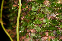 Sivun Didymoglossum godmanii (Hook. ex Bak.) Ebihara & Dubuisson kuva