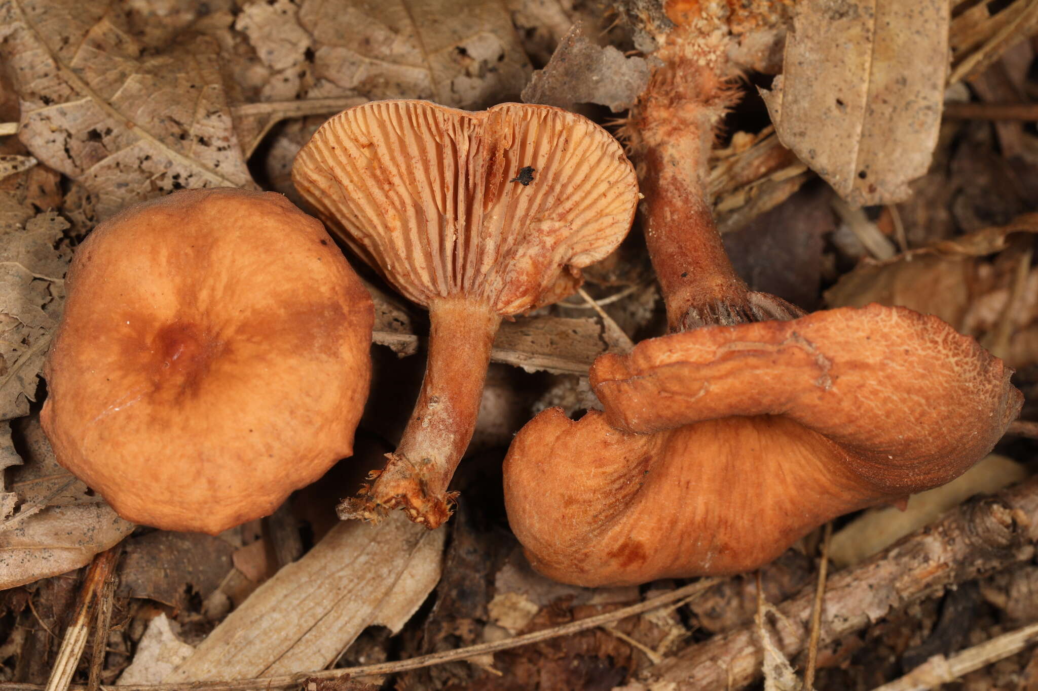 Image of Lactarius subserifluus Longyear 1902