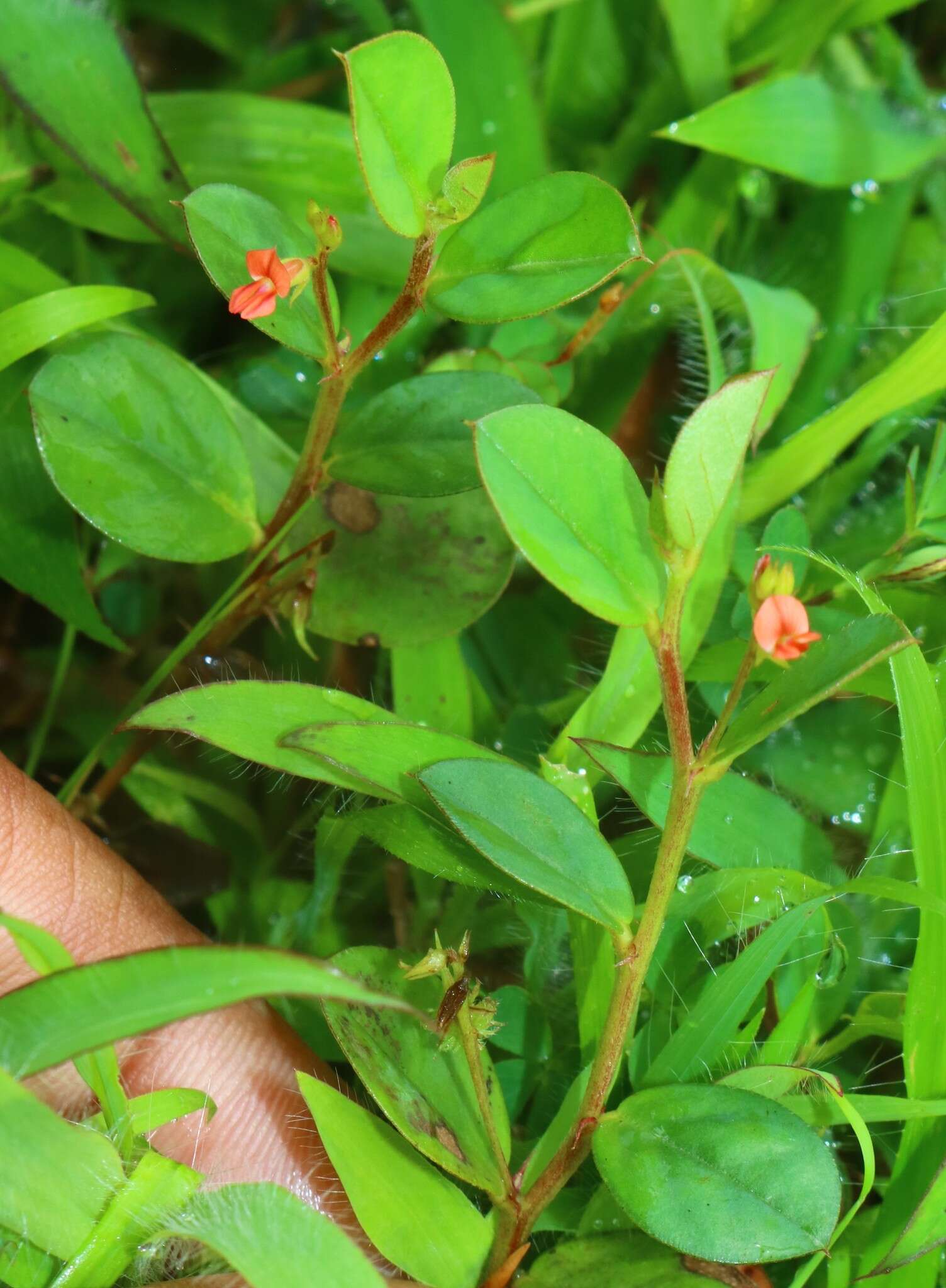 Imagem de Indigofera nummulariifolia (L.) Alston