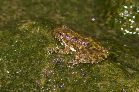 Image of slant-faced grasshopper