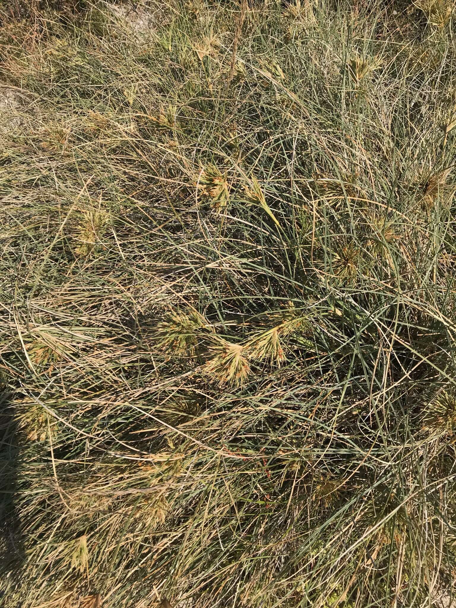 Imagem de Spinifex longifolius R. Br.