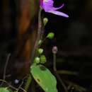 Utricularia cucullata A. St. Hil. & Girard resmi