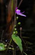 Image of Utricularia cucullata A. St. Hil. & Girard