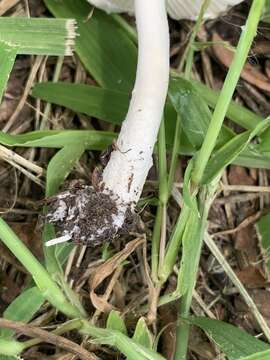 صورة Saproamanita prairiicola (Peck) Redhead, Vizzini, Drehmel & Contu 2016