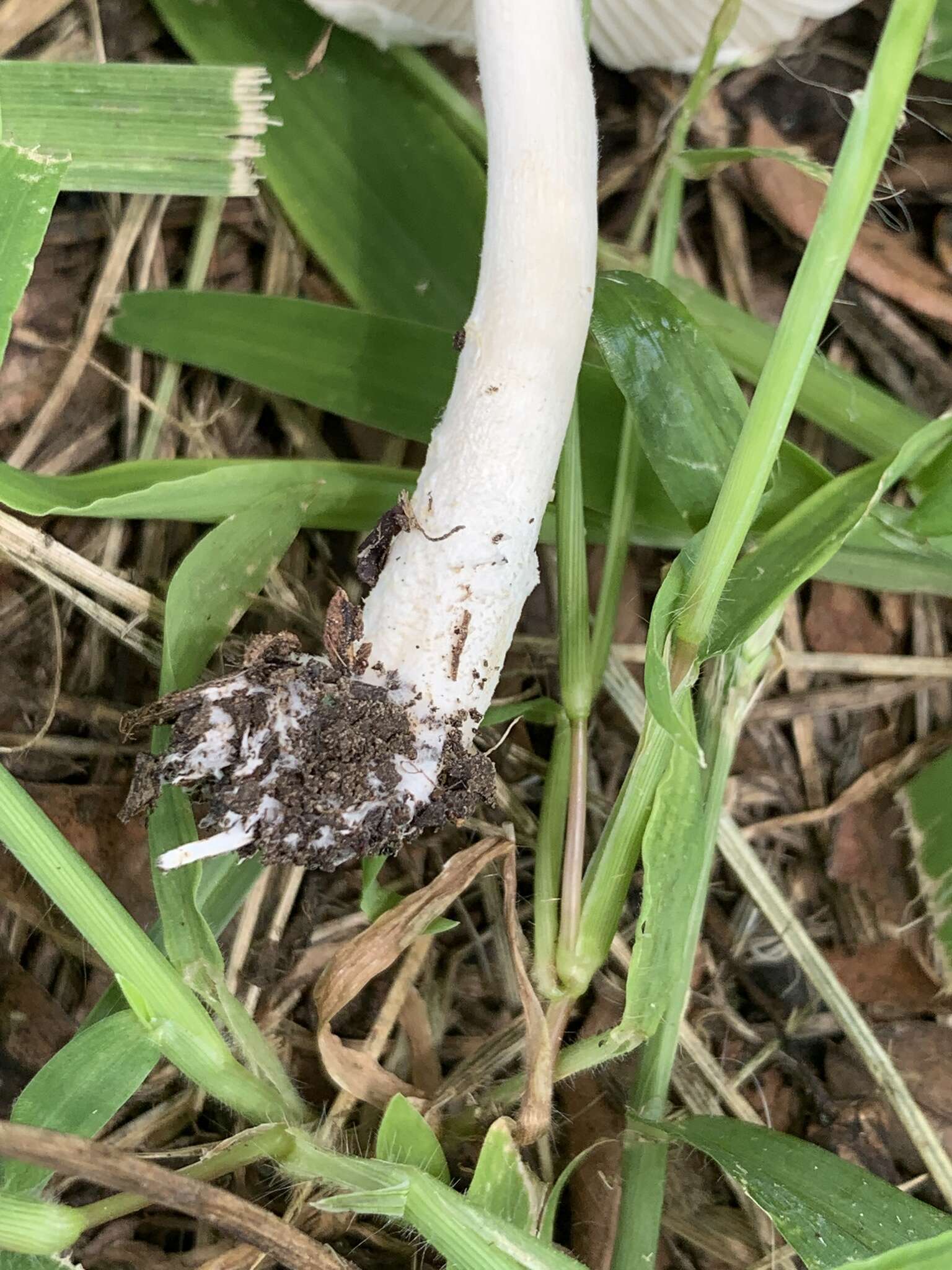 Слика од Saproamanita prairiicola (Peck) Redhead, Vizzini, Drehmel & Contu 2016