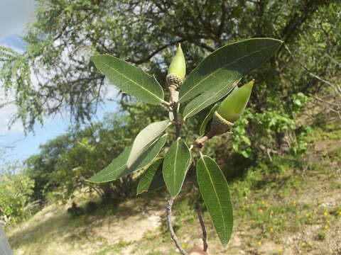 Quercus brandegeei Goldman的圖片