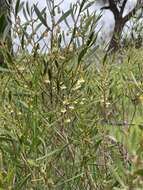 Image de Eremophila deserti (Cunn. ex Benth.) R. J. Chinnock