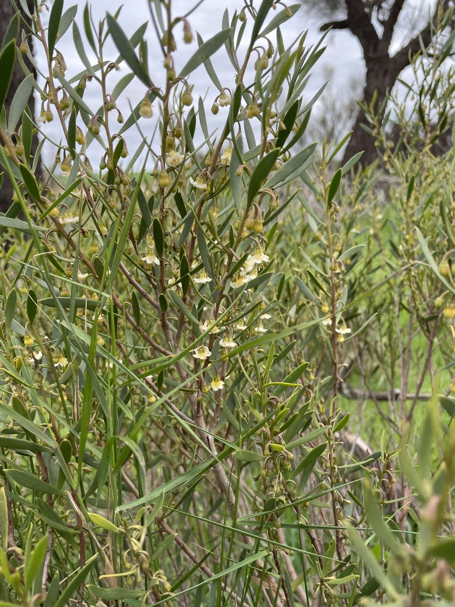 Image de Eremophila deserti (Cunn. ex Benth.) R. J. Chinnock