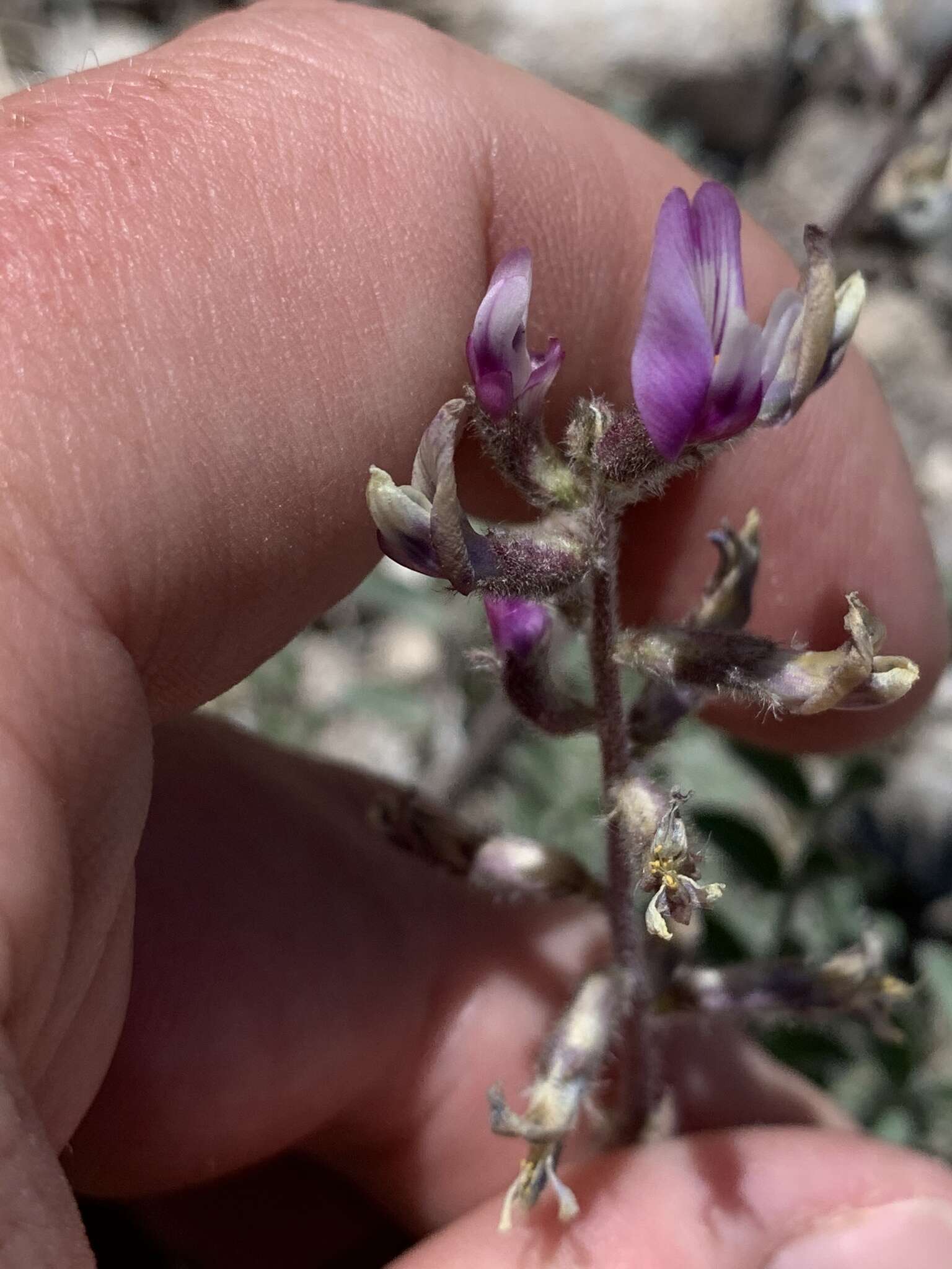 Image of Minthorn's milkvetch