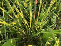 Plancia ëd Themeda avenacea (F. Muell.) T. Durand & B. D. Jacks.