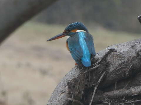 Image of Alcedo atthis taprobana Kleinschmidt & O 1894