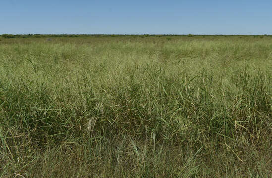 Imagem de Oryza australiensis Domin