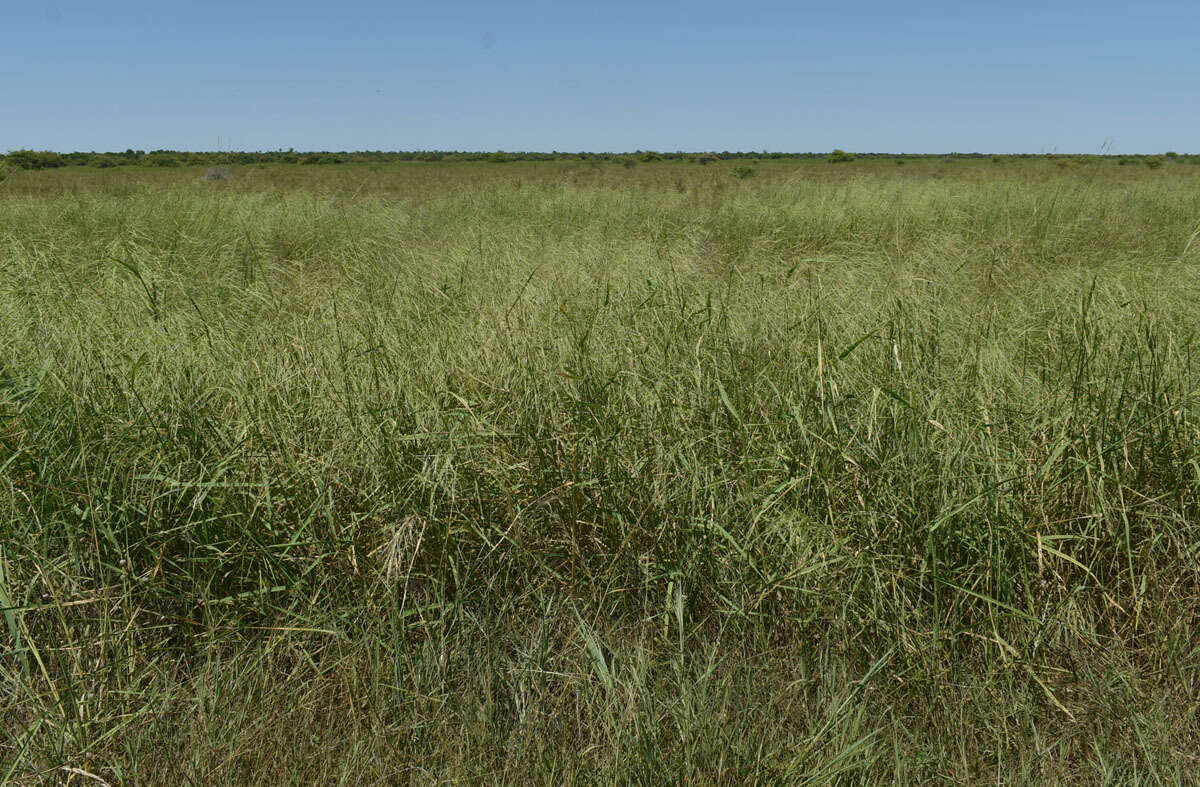 Image of Oryza australiensis Domin