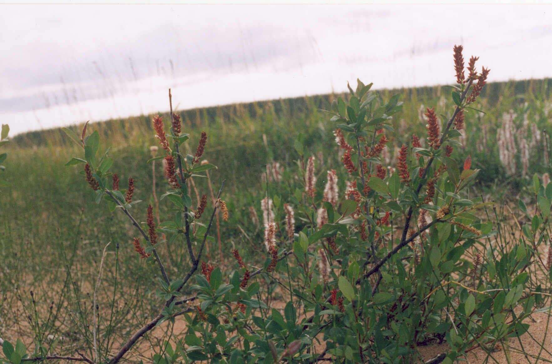 Image of halberd willow