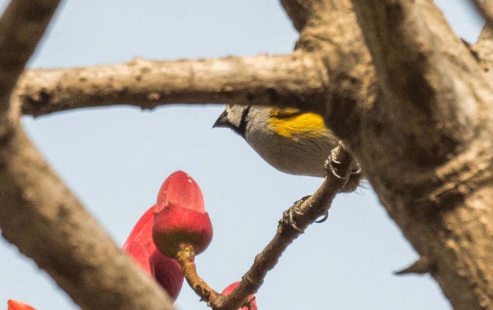 Image of Grey-headed Oliveback