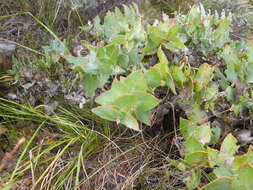 Image de Protea amplexicaulis (Salisb.) R. Br.