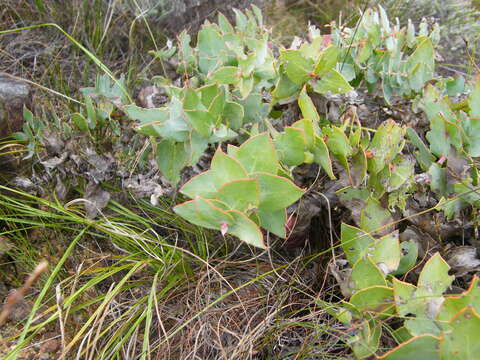 Image of Protea amplexicaulis (Salisb.) R. Br.