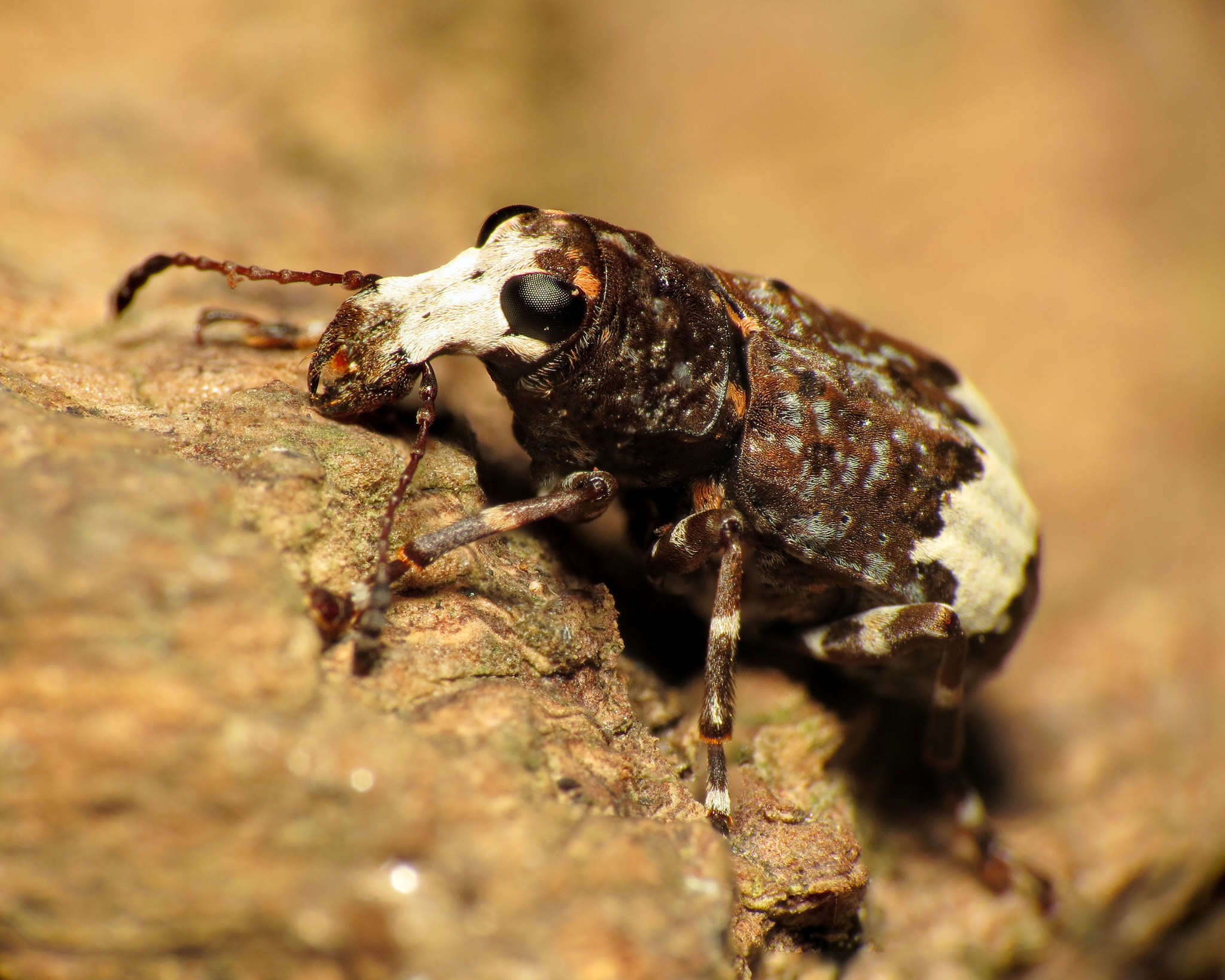 Imagem de Eurymycter fasciatus (Olivier 1795)