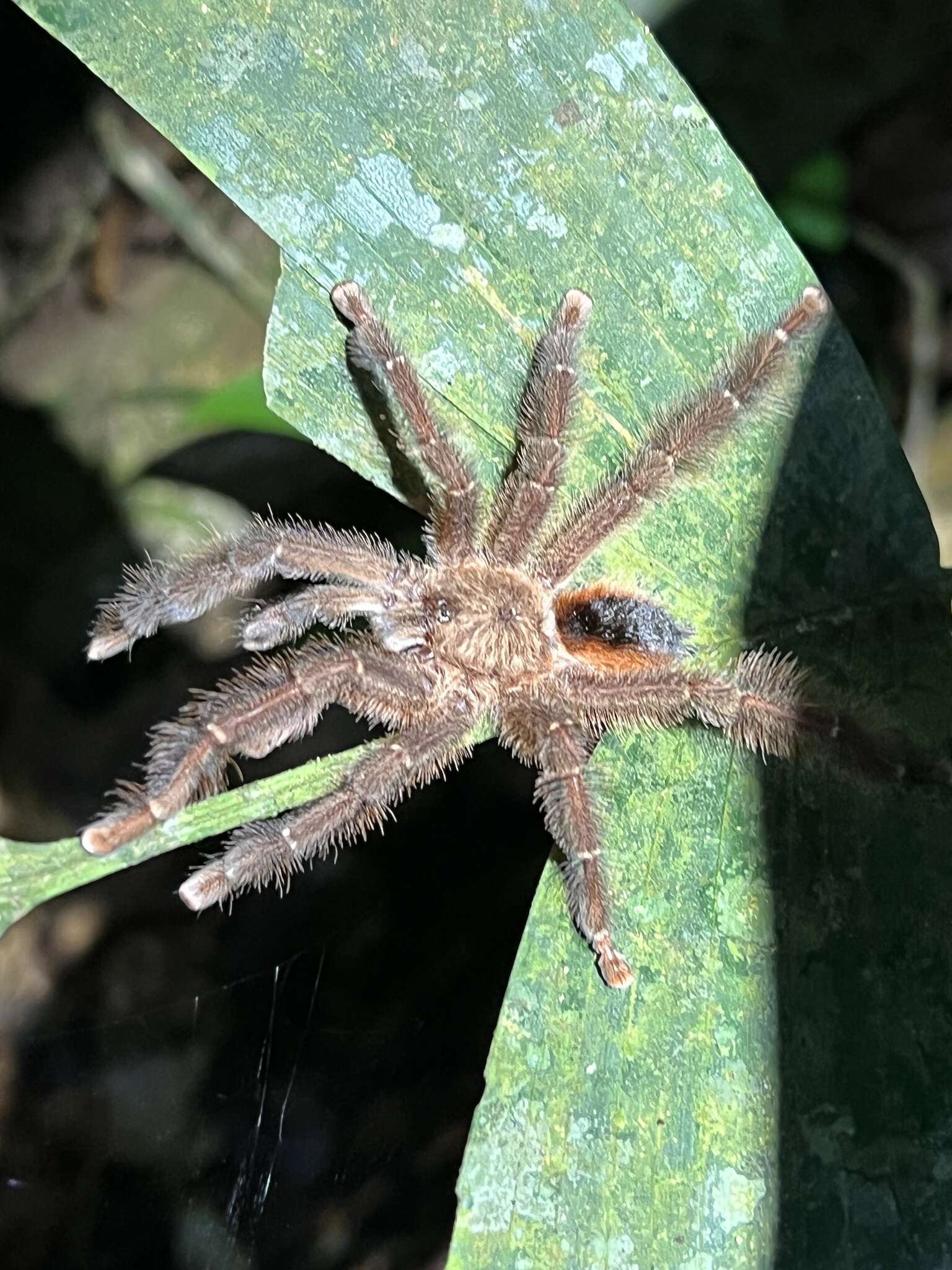 Image of Avicularia hirschii Bullmer, Thierer-Lutz & Schmidt 2006