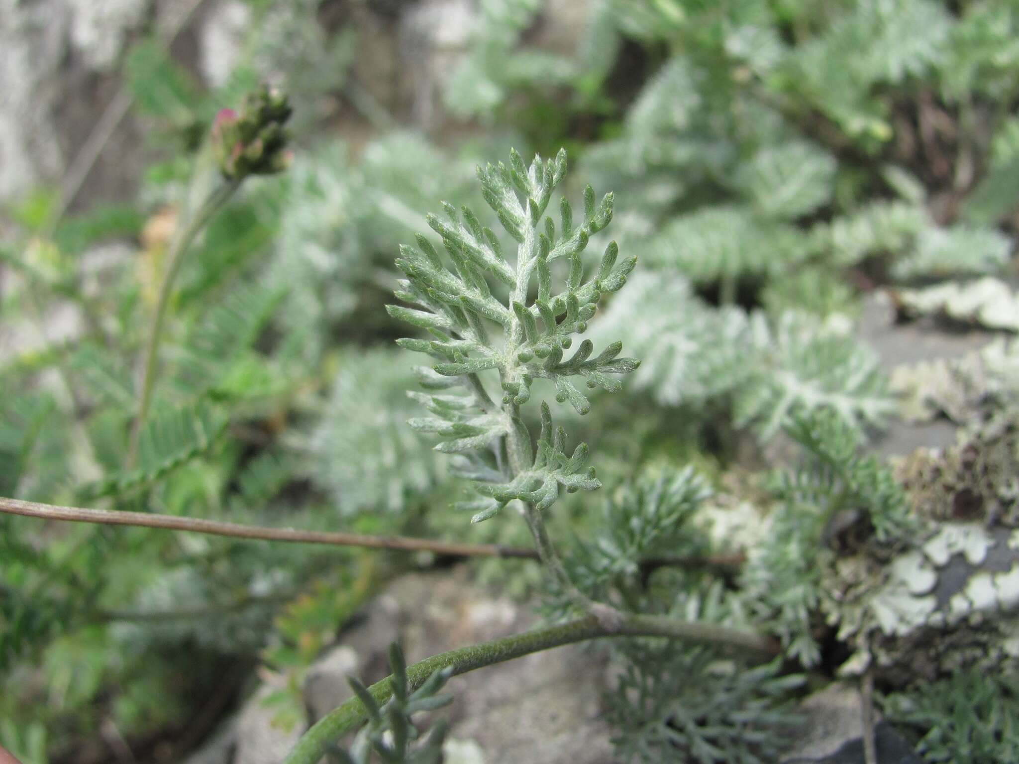 Image of Anthemis marschalliana Willd.