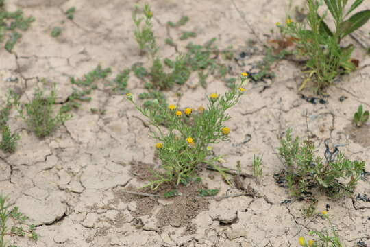 Image of South American rubberweed