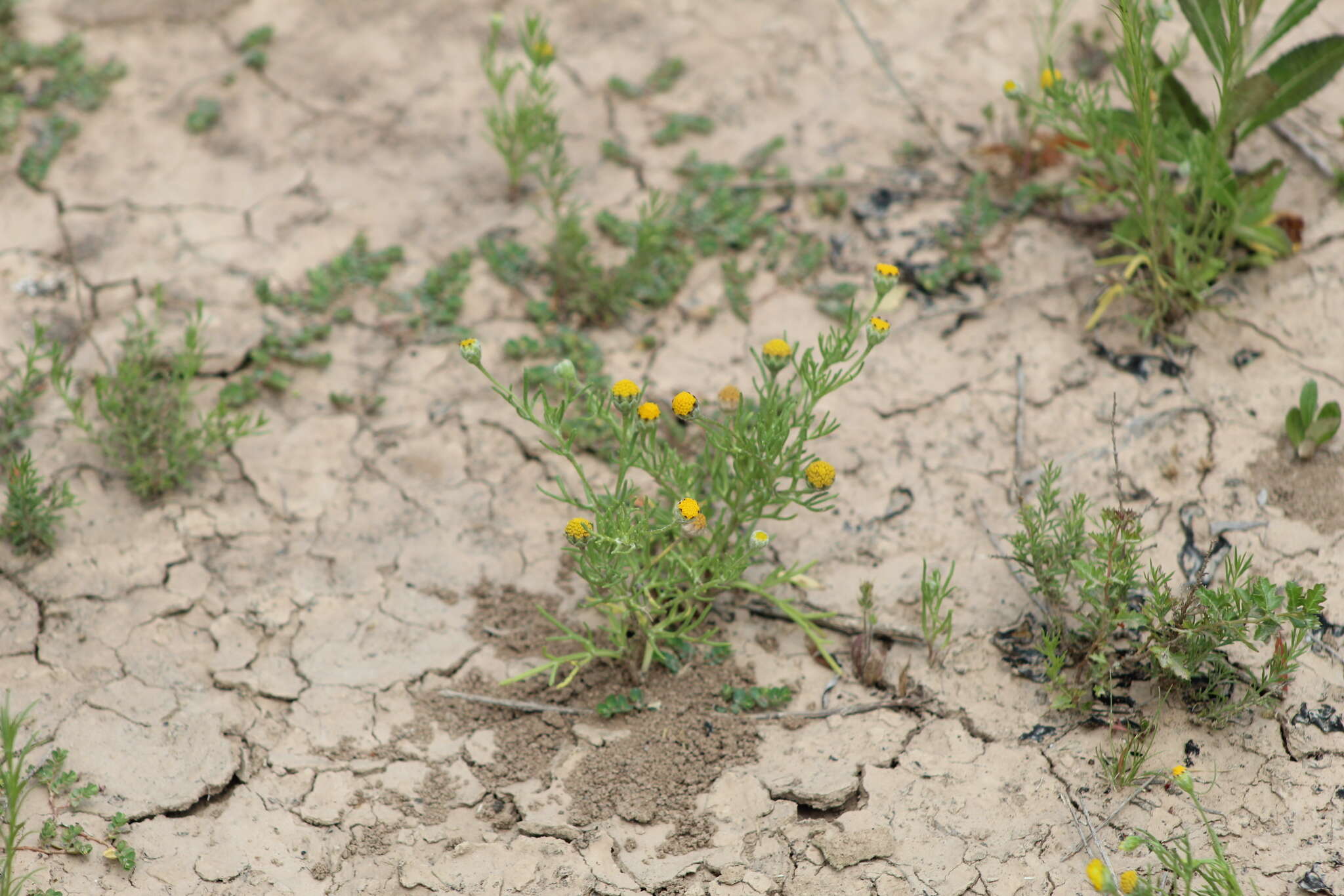 Image of South American rubberweed